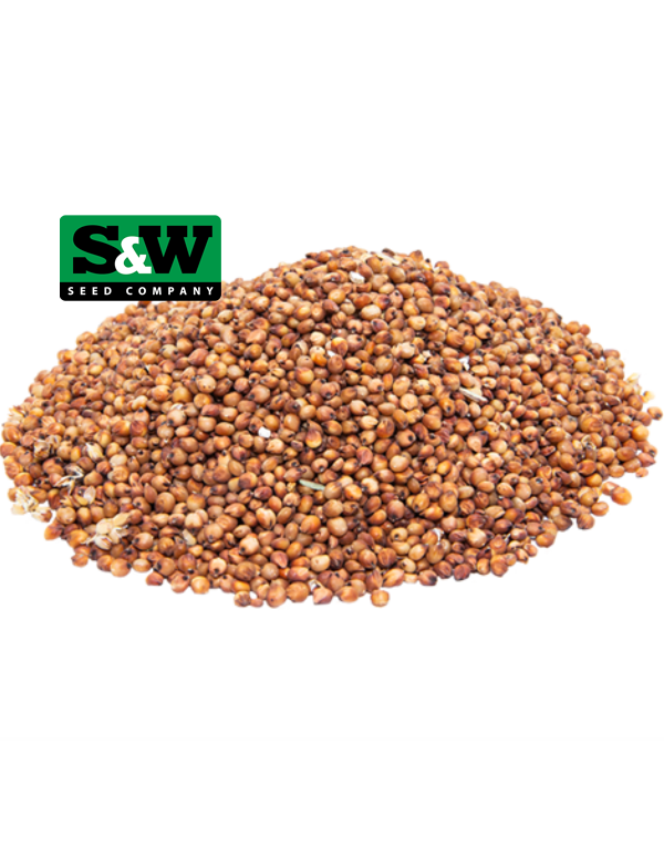 Sorghum Seed