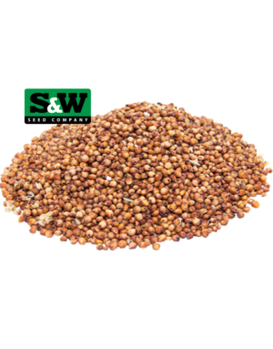 Sorghum Seed