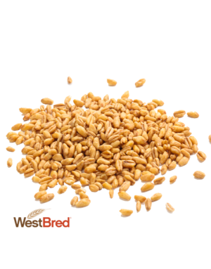 Grain and Silage Wheat Varities